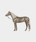 HMCheval Palomino Wool & Cashmere Blanket