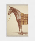 HMCheval Talaria Blanket Artistic Elegance in Pure Cashmere
